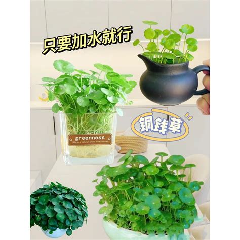 銅錢草金錢草|銅錢草